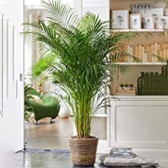 Areca palm large for sale  Delivered anywhere in Ireland