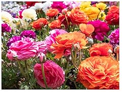 Ranunculus asiaticus mix for sale  Delivered anywhere in UK