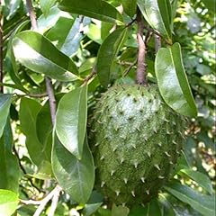 Soursop frutta tropicale usato  Spedito ovunque in Italia 