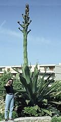 Agave salmiana var. for sale  Delivered anywhere in USA 