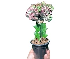Mermaid tail cactus for sale  Delivered anywhere in USA 