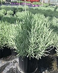 Lavandula intermedia provence for sale  Delivered anywhere in USA 