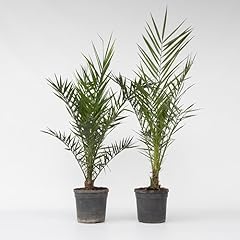 Plant box phoenix usato  Spedito ovunque in Italia 