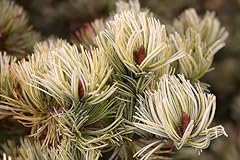 Ogon japanese white for sale  Delivered anywhere in USA 
