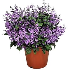Mona lavender plant for sale  Delivered anywhere in USA 