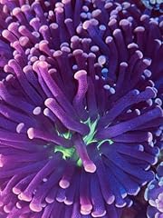 Coralslover live saltwater for sale  Delivered anywhere in USA 