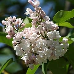 Yougarden lilac beauty for sale  Delivered anywhere in UK