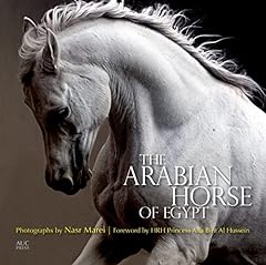 Arabian horse egypt for sale  Delivered anywhere in UK