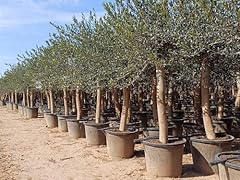 Olive ans 190 d'occasion  Livré partout en France