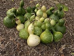 Birdhouse gourd seeds for sale  Delivered anywhere in USA 