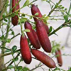 Finger lime seeds for sale  Delivered anywhere in USA 