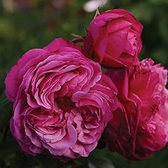 Heirloom roses live for sale  Delivered anywhere in USA 
