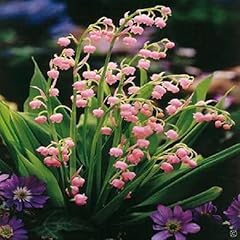 Perfect plants rose for sale  Delivered anywhere in UK