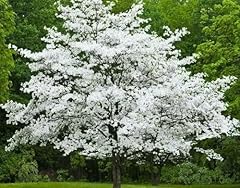 White flowering dogwood for sale  Delivered anywhere in USA 