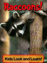 Raccoons learn raccoons for sale  Delivered anywhere in USA 