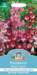 Mr. fothergill penstemon for sale  Delivered anywhere in Ireland