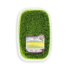 Salsa verde con usato  Spedito ovunque in Italia 