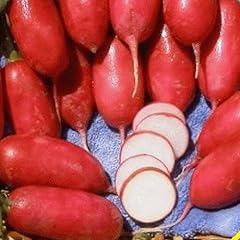 300 frauenschuh rettichsamen gebraucht kaufen  Wird an jeden Ort in Deutschland