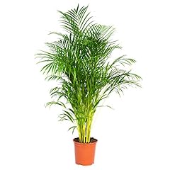 Dypsis lutescens palmier d'occasion  Livré partout en France