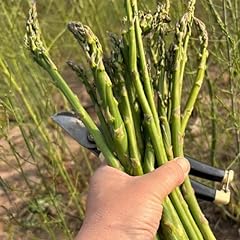 150 semi asparagi usato  Spedito ovunque in Italia 