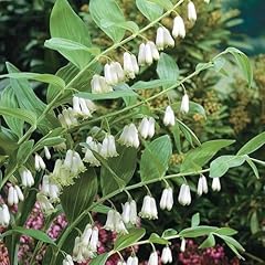 Solomon seal seeds for sale  Delivered anywhere in USA 