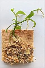 Vanilla planifolia miniature for sale  Delivered anywhere in USA 