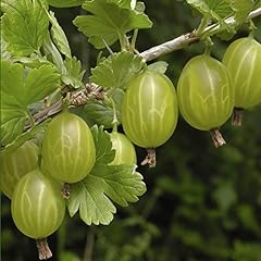 Garden gooseberry plant for sale  Delivered anywhere in UK