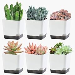 Oliz succulent pots for sale  Delivered anywhere in USA 