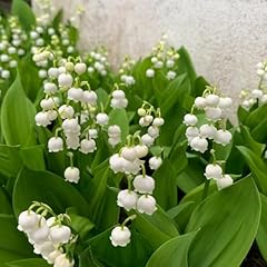 200 graines muguet d'occasion  Livré partout en France