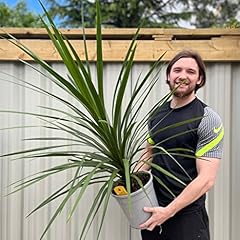 Extra large cordyline for sale  Delivered anywhere in Ireland