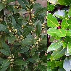Bay laurel plant for sale  Delivered anywhere in UK