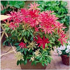 Pieris japonica forest for sale  Delivered anywhere in Ireland