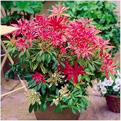 Growon shrubs litre for sale  Delivered anywhere in UK