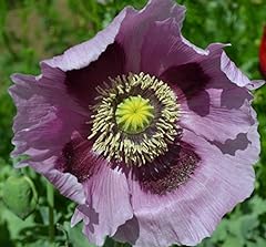 Giant purple poppy for sale  Delivered anywhere in USA 