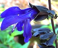 Salvia black blue for sale  Delivered anywhere in USA 