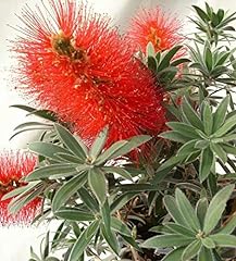 Callistemon mini red for sale  Delivered anywhere in UK