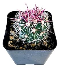 Pink thelocactus bicolor for sale  Delivered anywhere in USA 