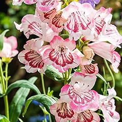 Penstemon strawberries cream for sale  Delivered anywhere in UK