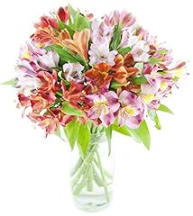 Alstromeria peruvian lilies for sale  Delivered anywhere in USA 