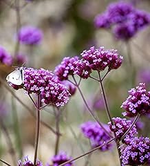 Pack verbena bonariensis for sale  Delivered anywhere in UK