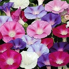 Ipomoea tri color for sale  Delivered anywhere in UK