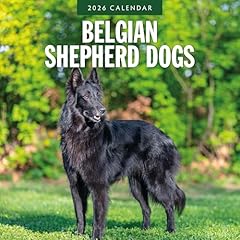 Belgian shepherd dogs for sale  Delivered anywhere in UK
