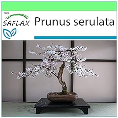 SAFLAX - Ciliegio del Giappone/Sakura - 30 semi - Prunus serulata, usato usato  Spedito ovunque in Italia 