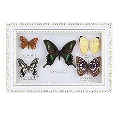 Bordstract framed butterfly for sale  Delivered anywhere in UK