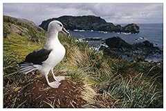 Grey headed albatross for sale  Delivered anywhere in Ireland
