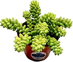 Living succulent donkey for sale  Delivered anywhere in USA 