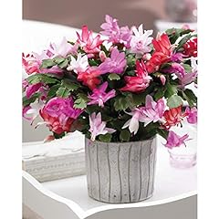 Christmas cactus multicoloured for sale  Delivered anywhere in UK