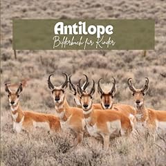 Antilope bilderbuch kinder gebraucht kaufen  Wird an jeden Ort in Deutschland