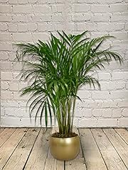 Occasions indoor palm for sale  Delivered anywhere in UK