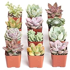 Shop succulents soft for sale  Delivered anywhere in USA 